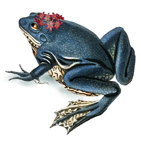 frog