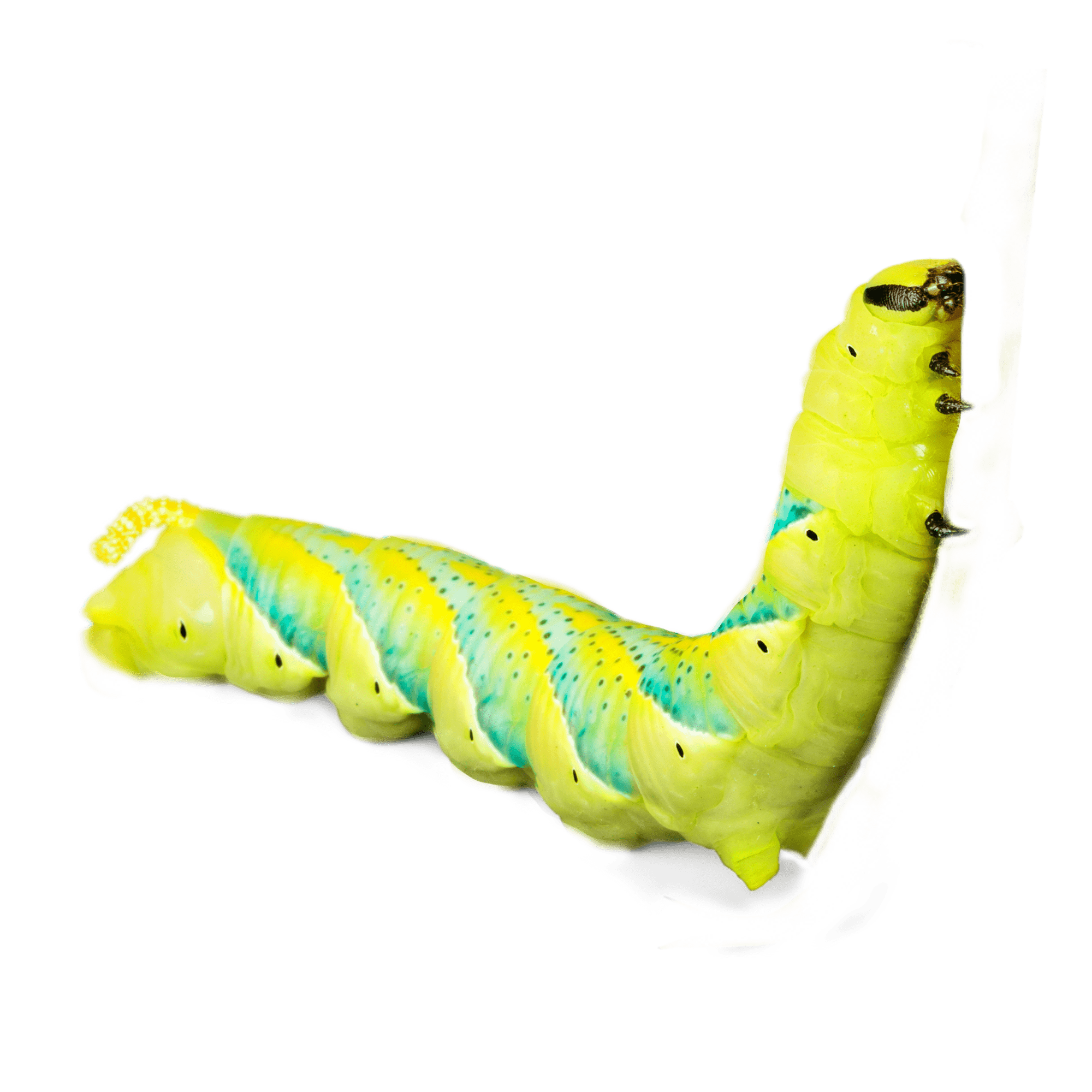 2023-06-youle-chenille-min